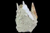 Fossil Gastropod (Haustator) Cluster - Damery, France #74520-1